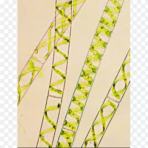 绿藻水丝状小球藻单细胞生物制备