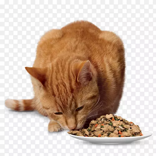 欧洲短毛猫食家养短毛猫