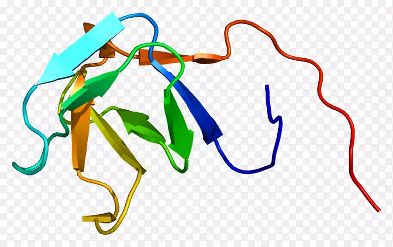 PLCG 1 SH3结构域磷酸肌醇磷脂酶c