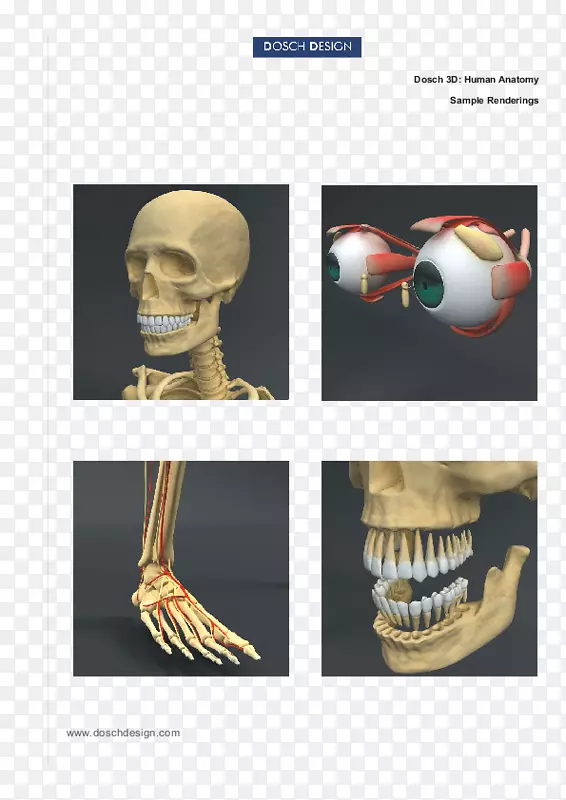 人体解剖学智人人体骨架-骨骼