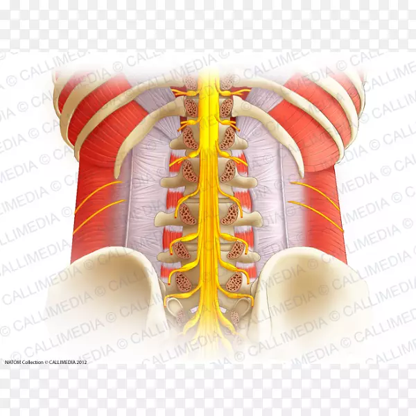 脊柱脊髓腰椎解剖脊髓神经椎体