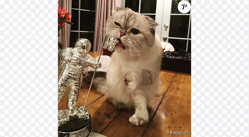 奥利维亚·本森苏格兰褶皱梅雷迪斯灰猫普通入学考试(CAT)·2017-猫