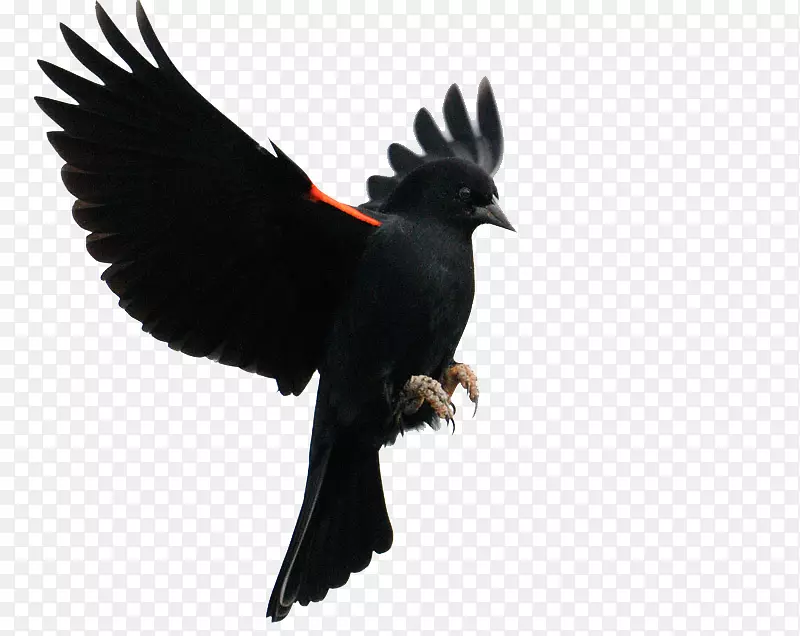 红翅黑鸟常见的黑鸟飞行雀-鸟
