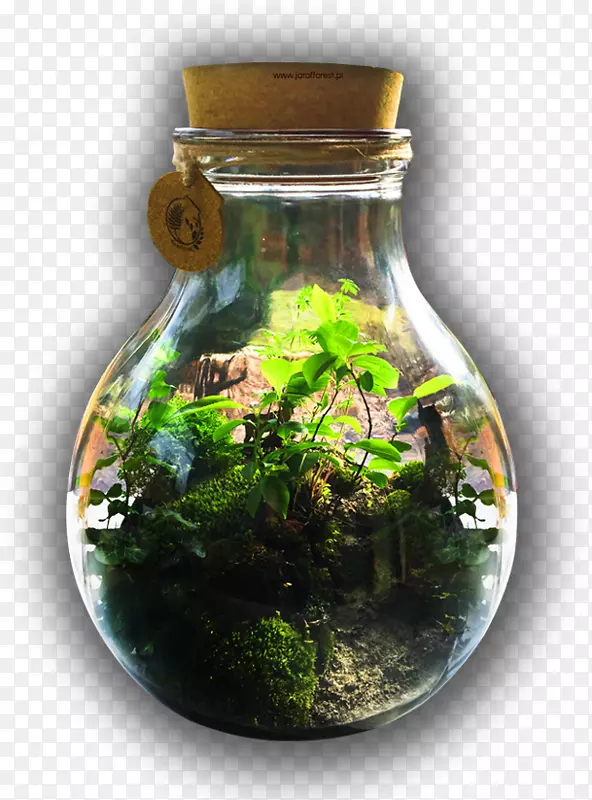 森林儿童玻璃瓶生态系统-森林