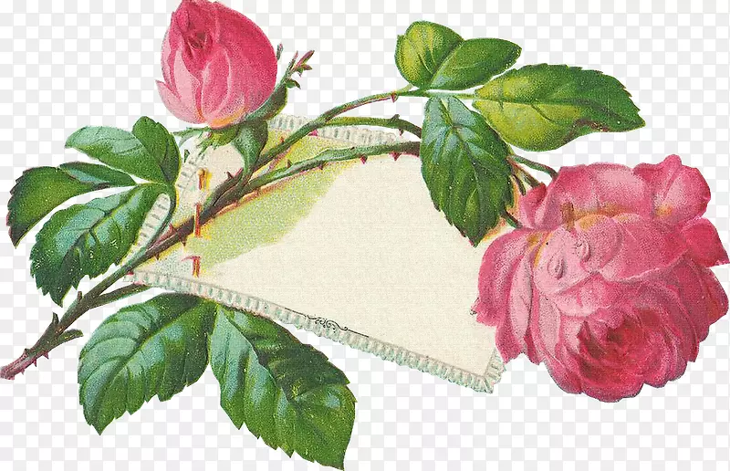 花园玫瑰安西卡明信片Bokm rke-花套