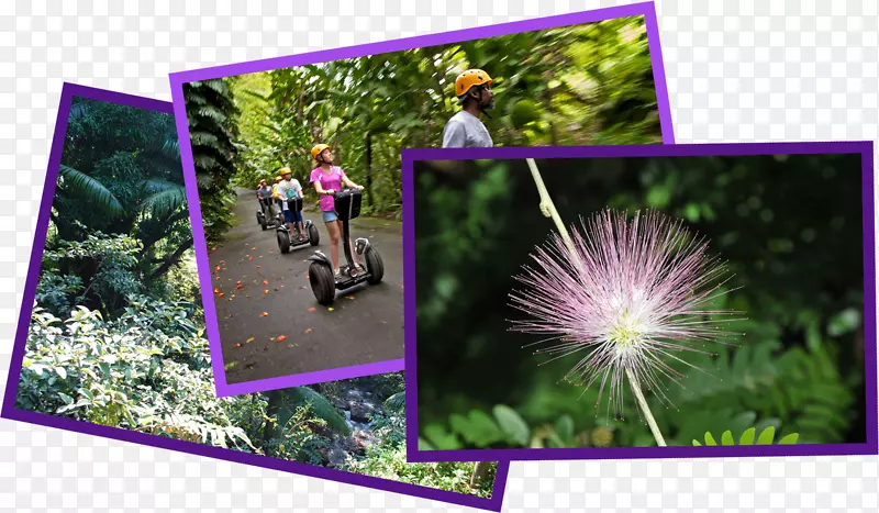 世界植物园夏威夷一带一路线夏威夷群岛