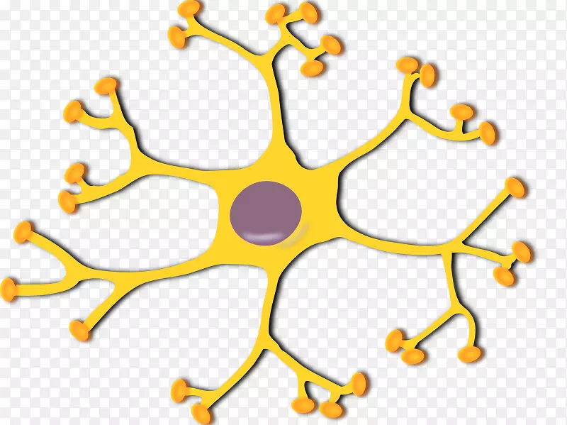 神经元神经系统树突胞体-神经元