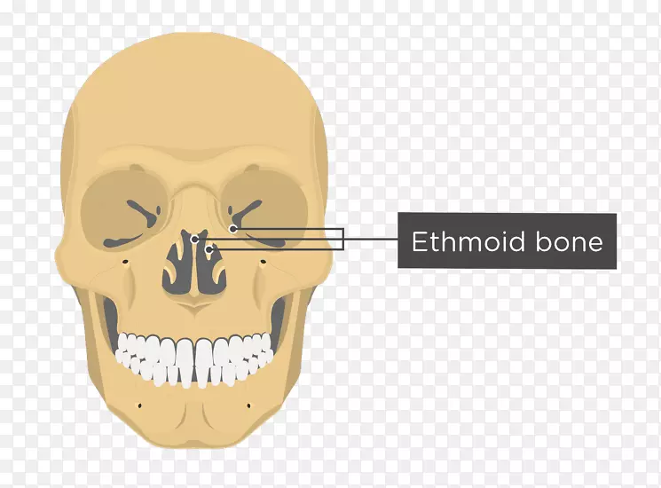 鼻甲解剖鼻骨-颅骨和骨
