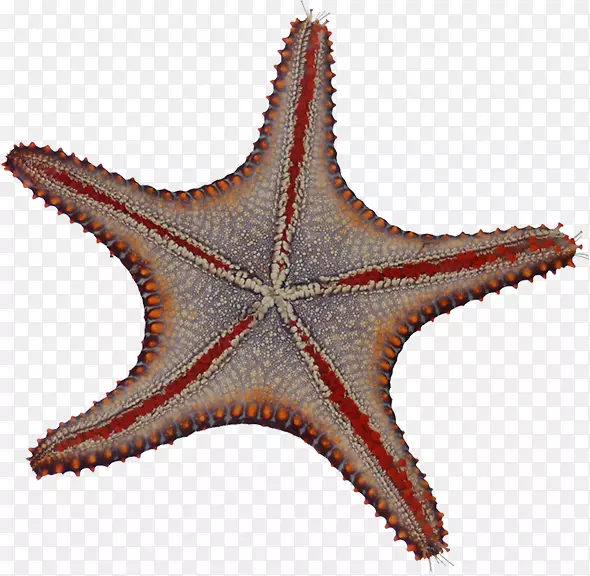 海星棘皮动物显微镜墨西哥画海星