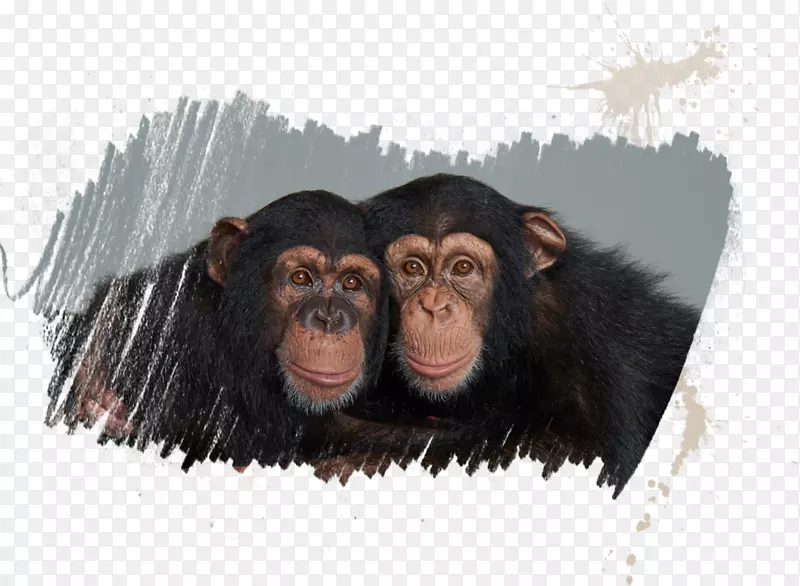 普通黑猩猩智人旅游景点伊莱芬蒂桃金娘海滩-黑猩猩