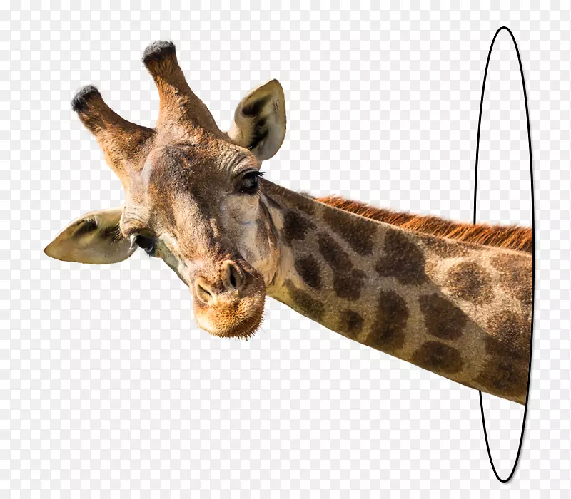 长颈鹿摄影版税免费长颈鹿