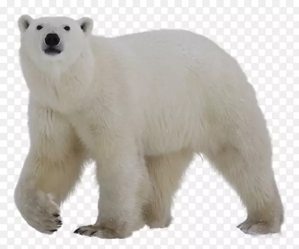 北极熊灰熊夹艺术纹身熊