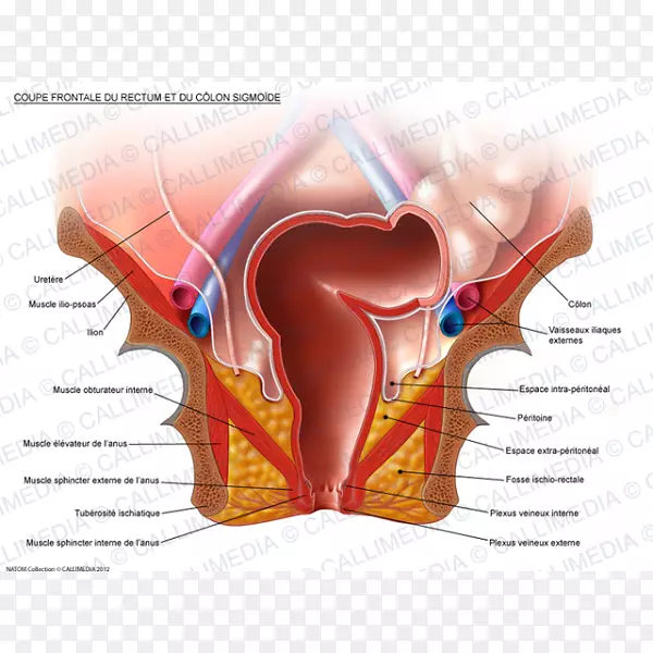 乙状结肠解剖直肠大肠窝