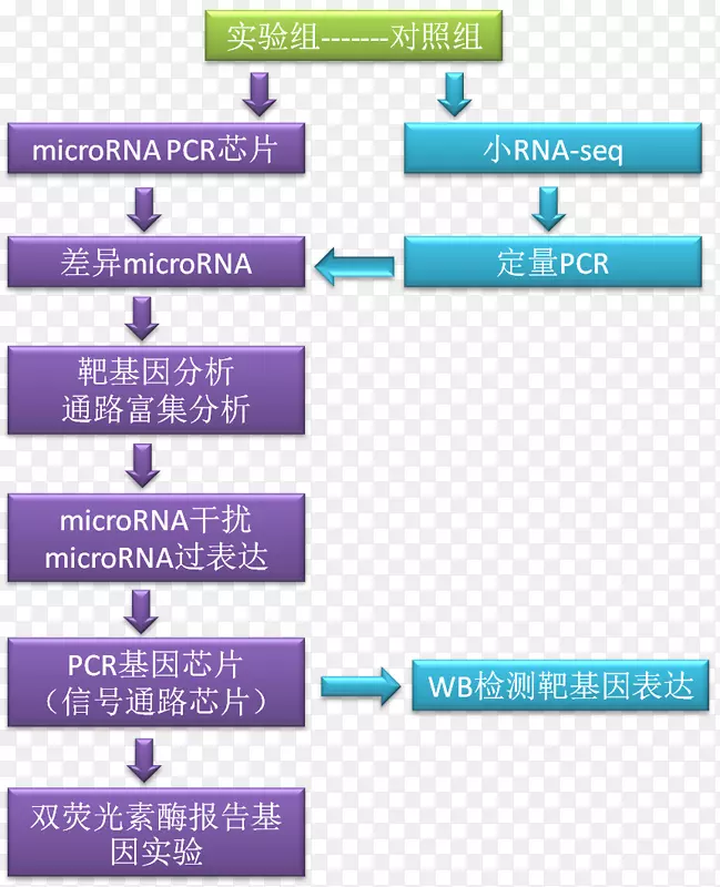 研究微RNA环状RNA科学.微RNA