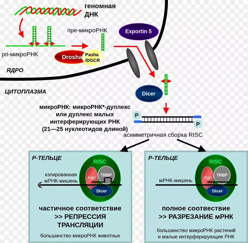 RNA干扰小干扰RNA基因沉默RNA沉默植物