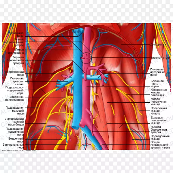 血管解剖腹腔丛动脉-血
