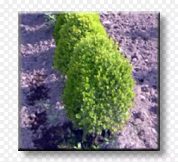 马蹄莲Бордюр灌木常绿观赏植物-乔木