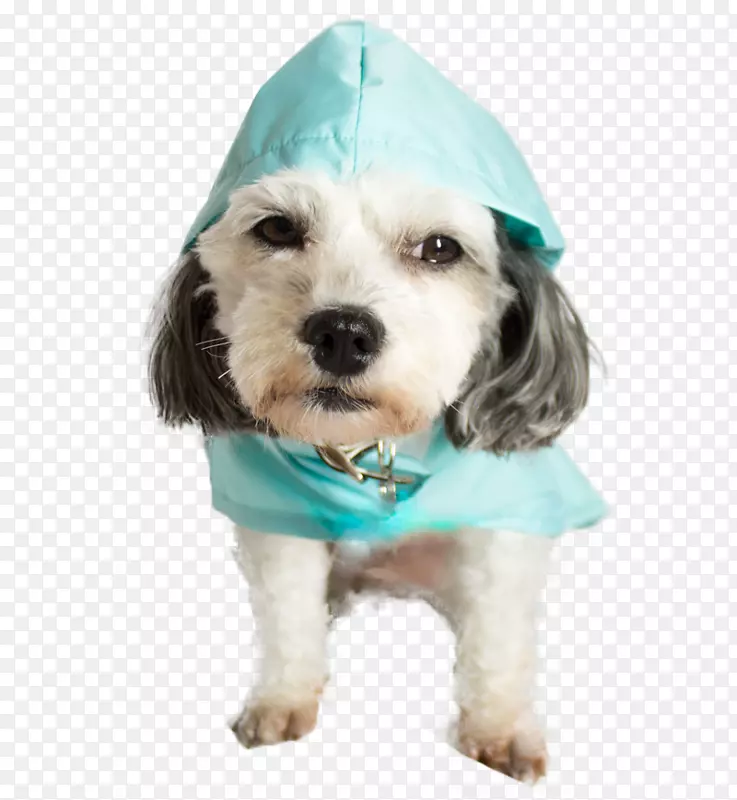 罗布小狗雨衣-小狗
