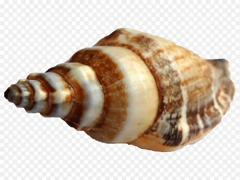 海蜗牛海螺学-海螺
