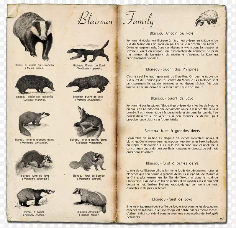 蜂蜜獾，旧世界獾，动物肉桂-红豆杉