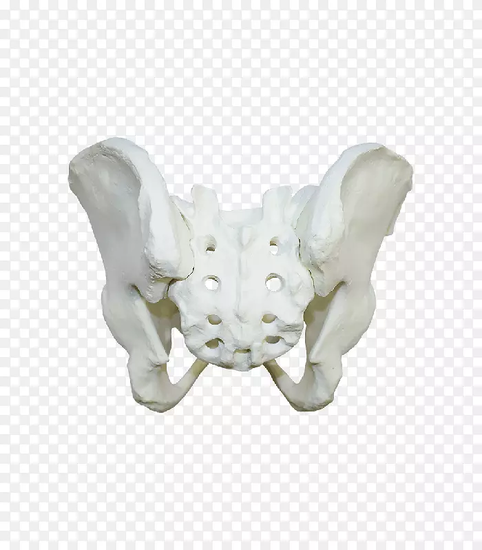 骨人体骨骼解剖股骨-骨骼