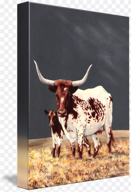 得克萨斯州长角牛英国牛犊水彩画母牛