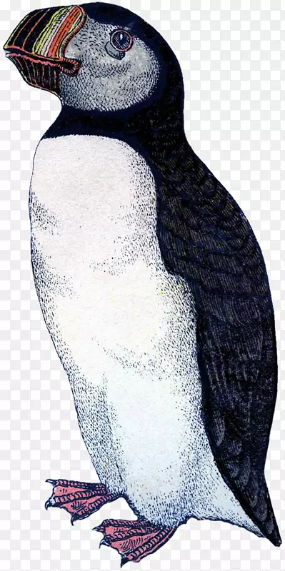 海雀王企鹅喙动物-企鹅