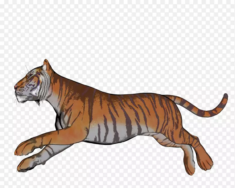 虎猫陆生动物野生动物-老虎