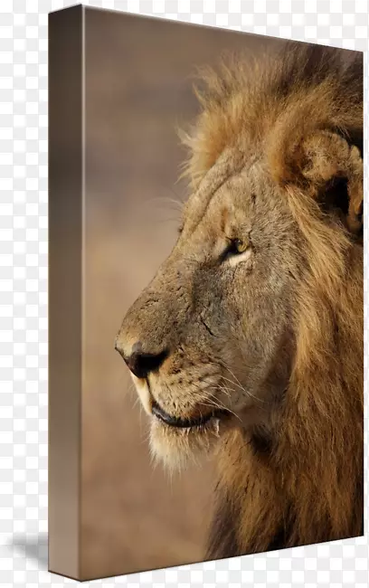 东非狮子猫肖像摄影野生动物摄影.侧面轮廓
