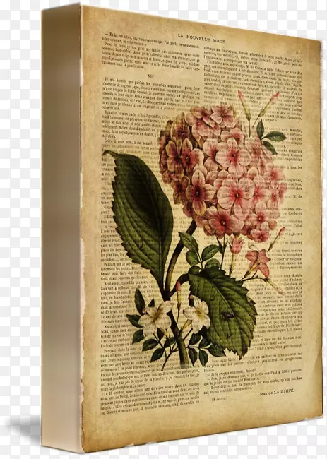 法国绣球花插画花卉设计-旧书页