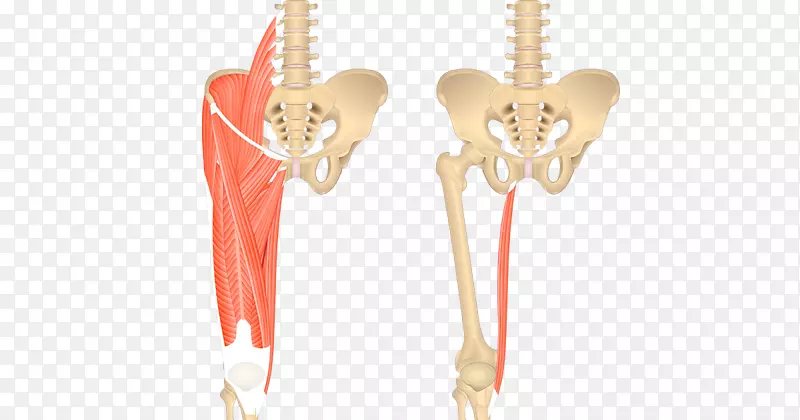 [医]股薄肌、髂腰肌解剖、腰大肌-肌