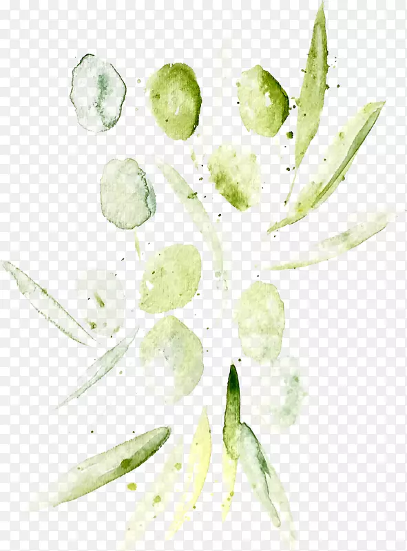 科里昂西西里花瓣有机食品叶-水彩橄榄