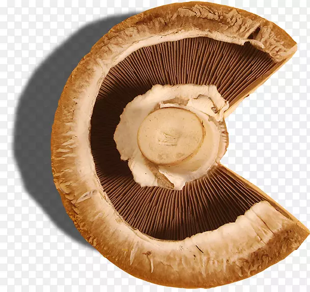蘑菇设计