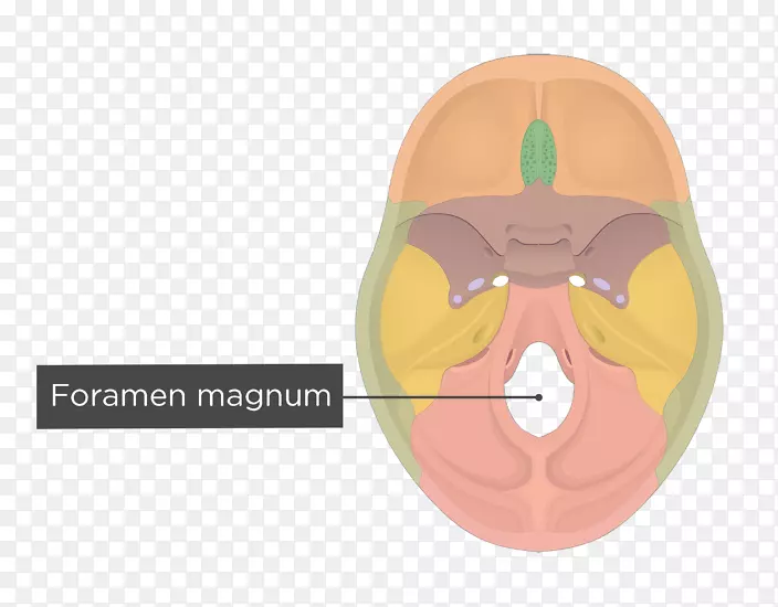 舌下神经管大枕骨孔-颈静脉孔-颅骨