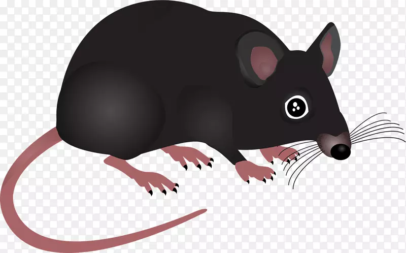 电脑鼠标鼠夹艺术-老鼠动物
