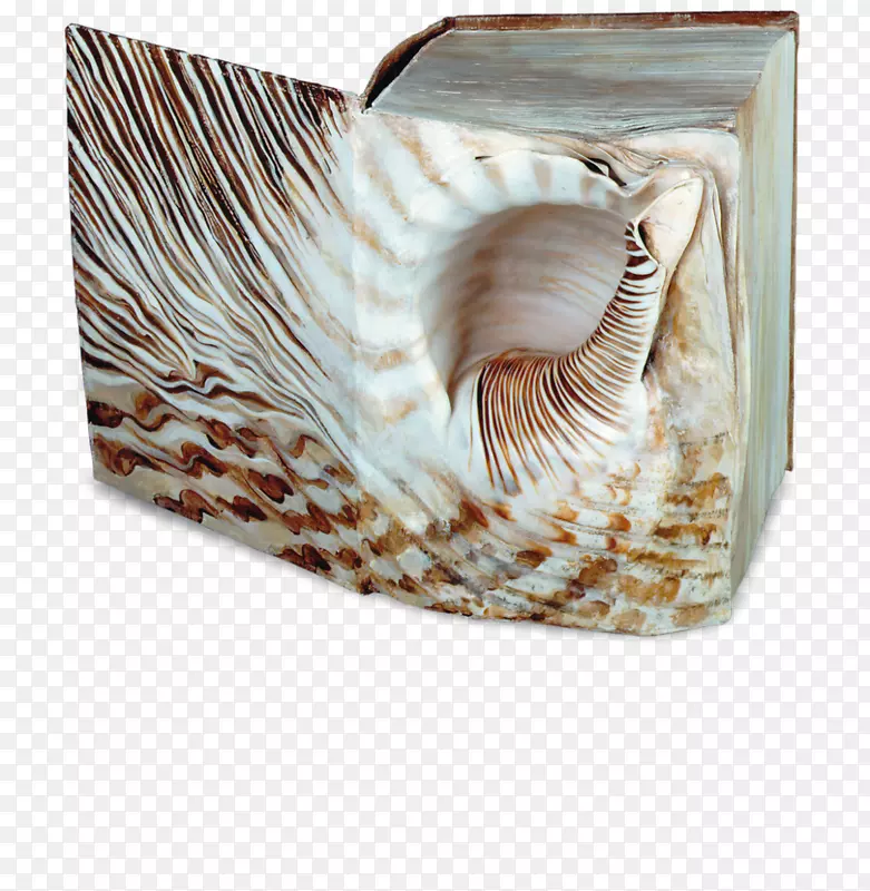 大水桶：罗马海螺，海螺