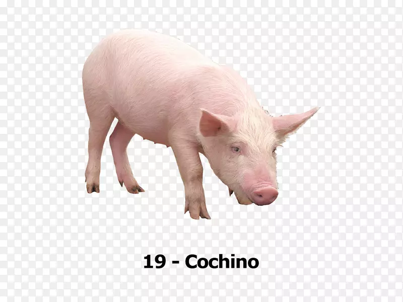 大白猪小型猪意大利本土养猪场-猪