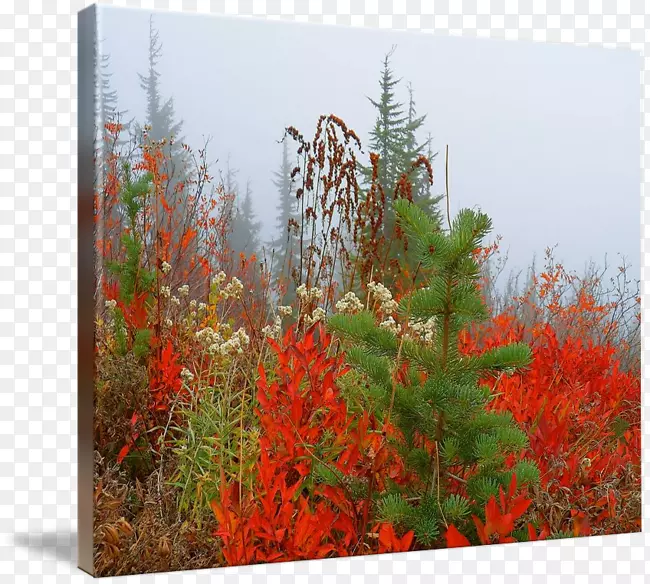 桌面壁纸秋季植物群-秋季价格