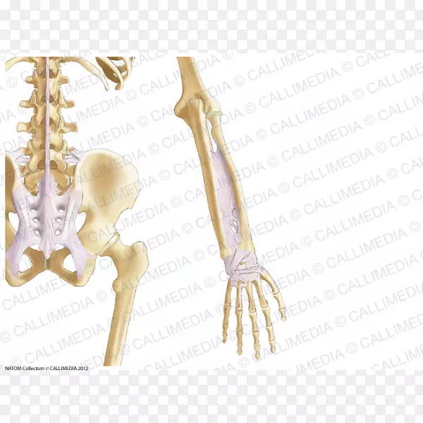 手指前臂韧带解剖人体骨骼-手