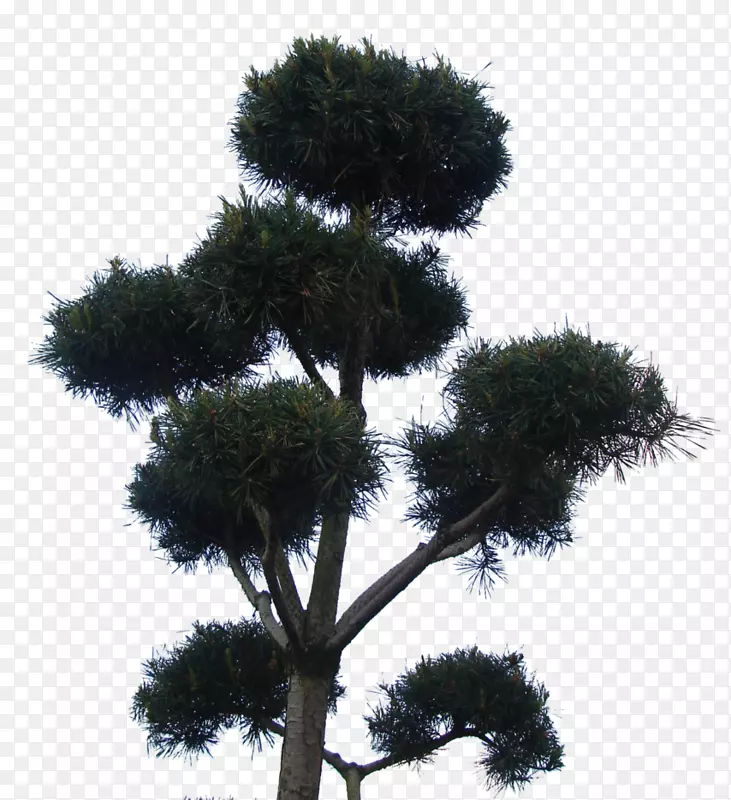 亚洲棕榈属植物天空-8位树