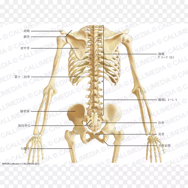 骨盆解剖骨腹人体骶骨