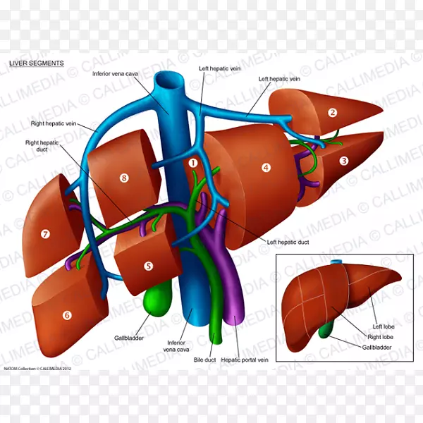 肝段解剖门静脉肝静脉解剖