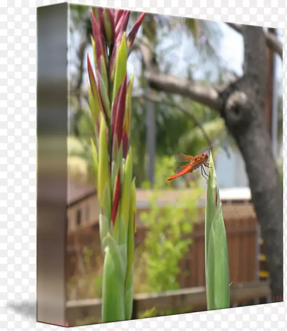 草本植物区系植物茎蜻蜓艺术