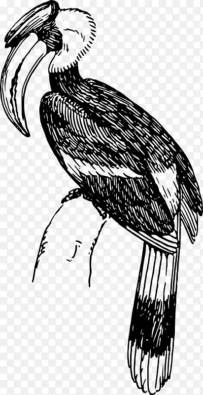 鸟类黑白相间角喙剪贴画.角嘴