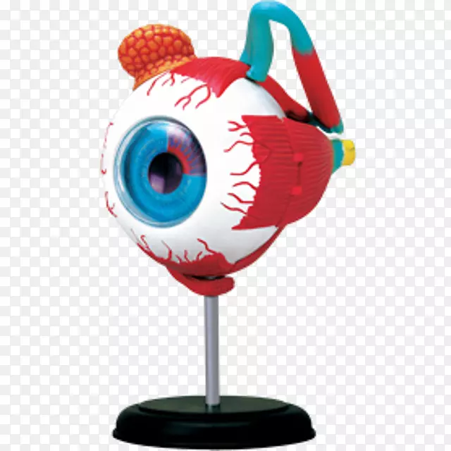 人体解剖人眼人体模型-眼睛