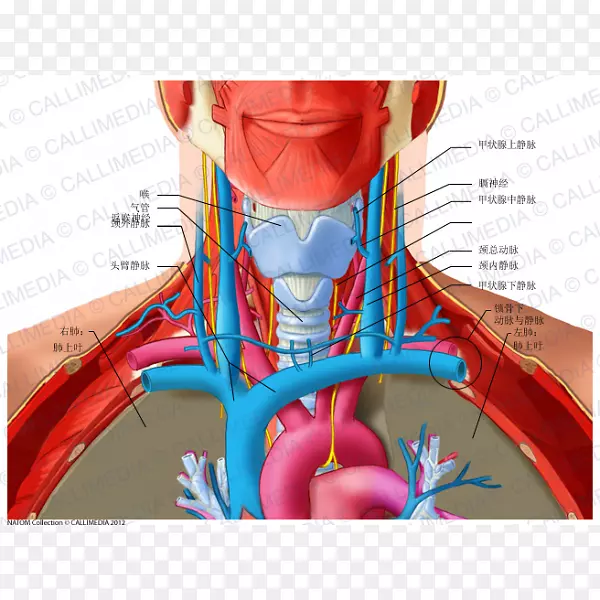 颈后三角颈解剖锁骨下静脉外颈静脉前三角