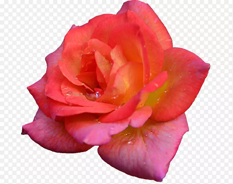 花园玫瑰，卷心菜，玫瑰，花瓣，切花-把它罗莎