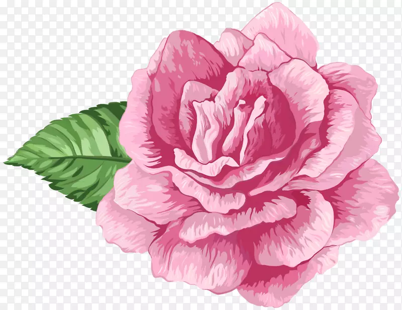 卷心菜玫瑰园玫瑰剪贴画-弗洛雷斯·德罗莎