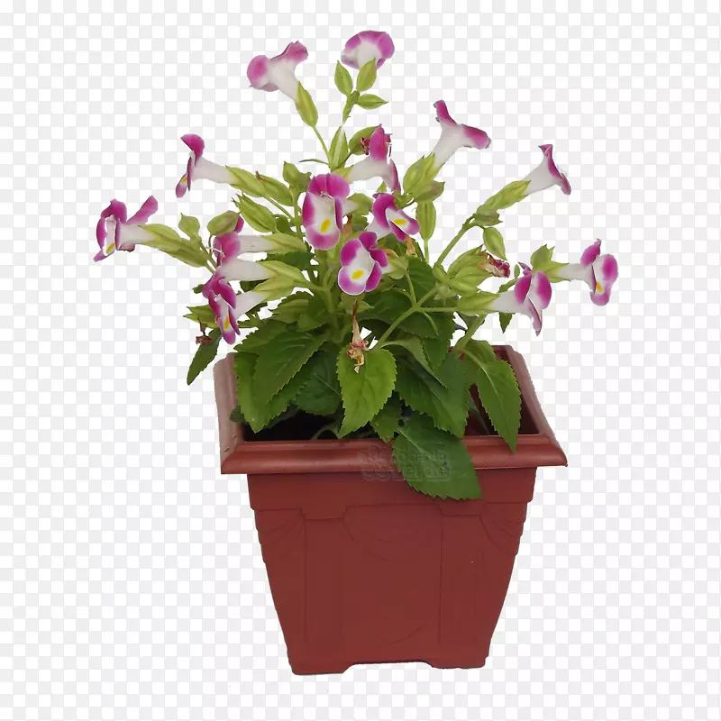 陶瓷花盆观赏植物紫罗兰色