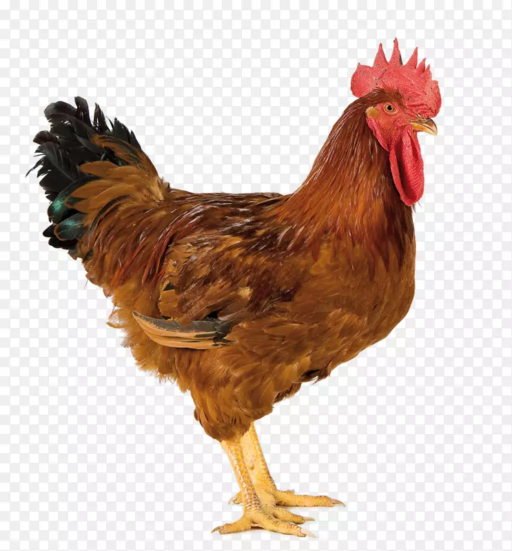 澳大利亚鸡，肉鸡，家禽养殖业，千里香-玫瑰色